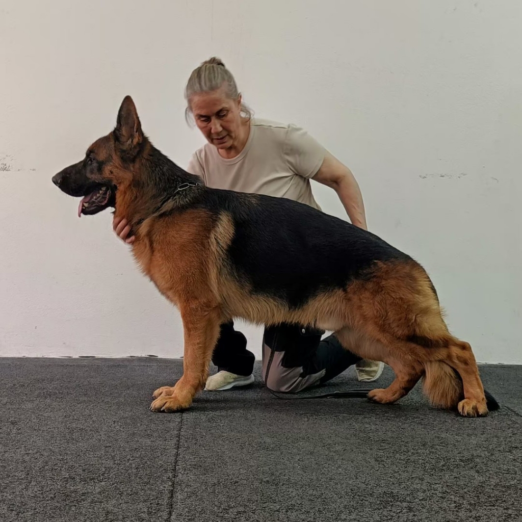 Тренировка собак