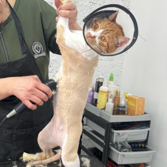 Груминг кошек,стрижка машинкой