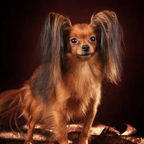 Русский той длинношерстный (комплекс) груминг