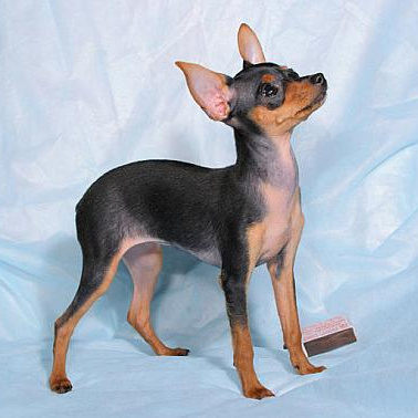 Русский той гладкошерстный (вычес, мытье, сушка)