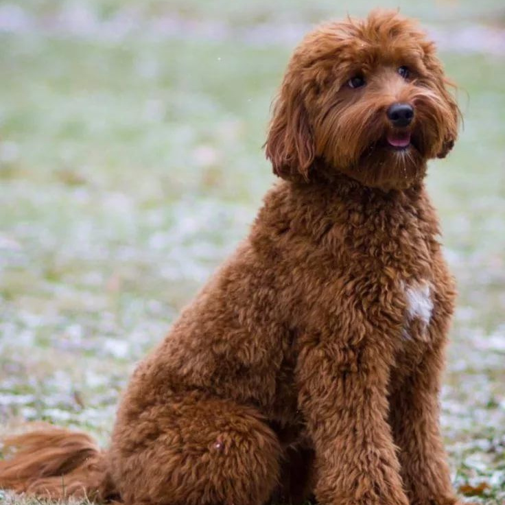 Лабрадудль гигиена