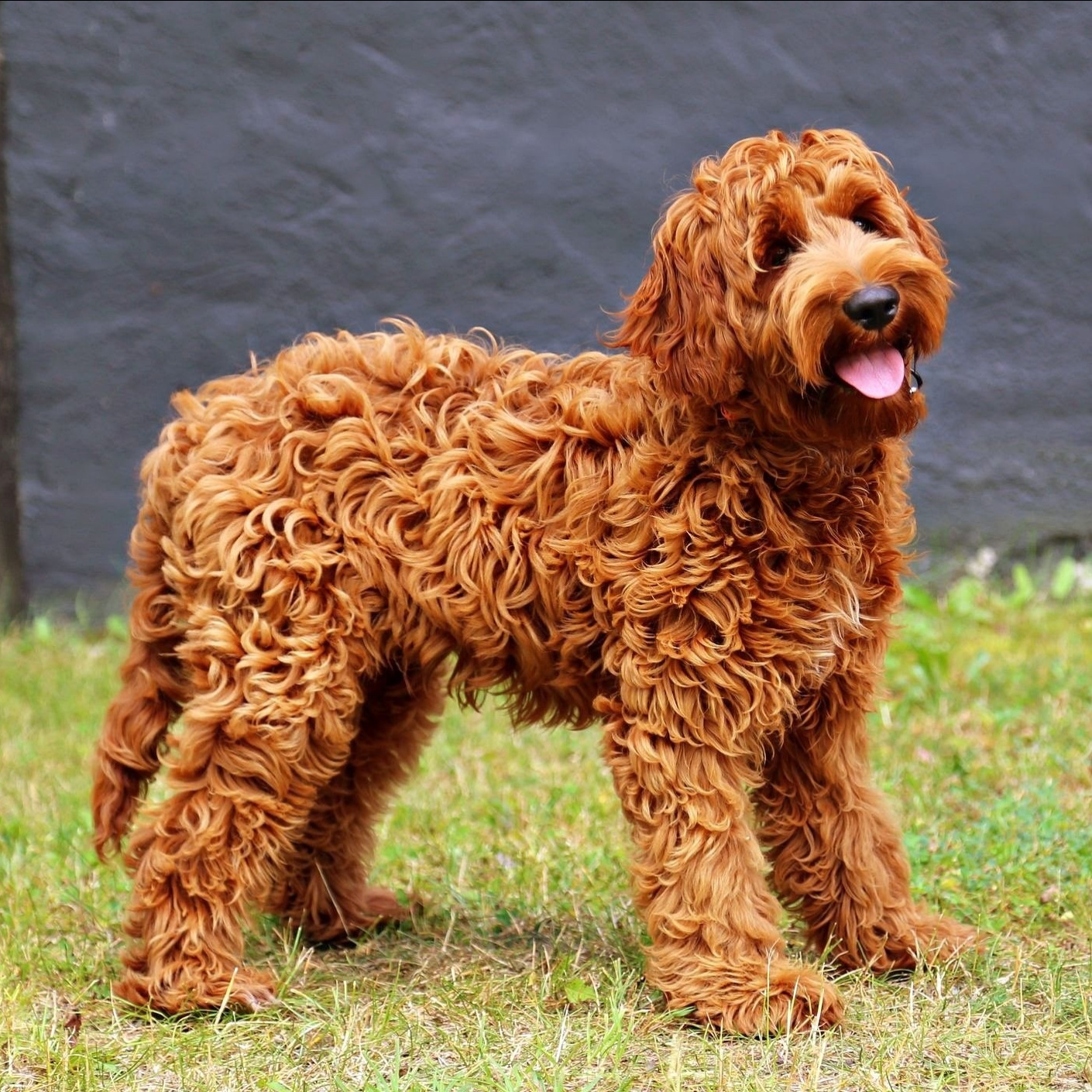 Лабрадудль комплекс (комплекс)