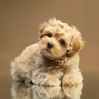 Мальтипу / Кавапу (комплекс)