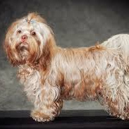 Русская цветная болонка (комплекс)