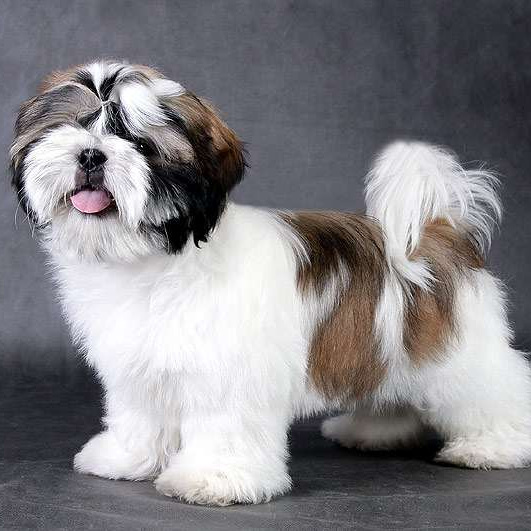 Ши-тцу (комплекс)