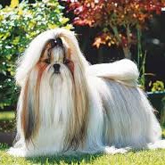 Ши-тцу (гигиена с мытьём)