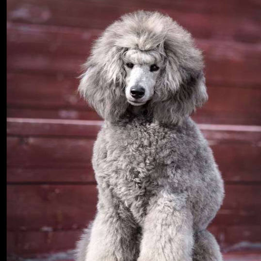 Пудель малый (средний) (Гигиена с мытьем)