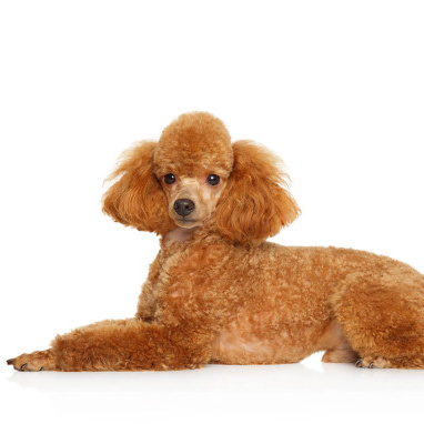 Пудель миниатюра (карликовый) (Гигиена с мытьем)