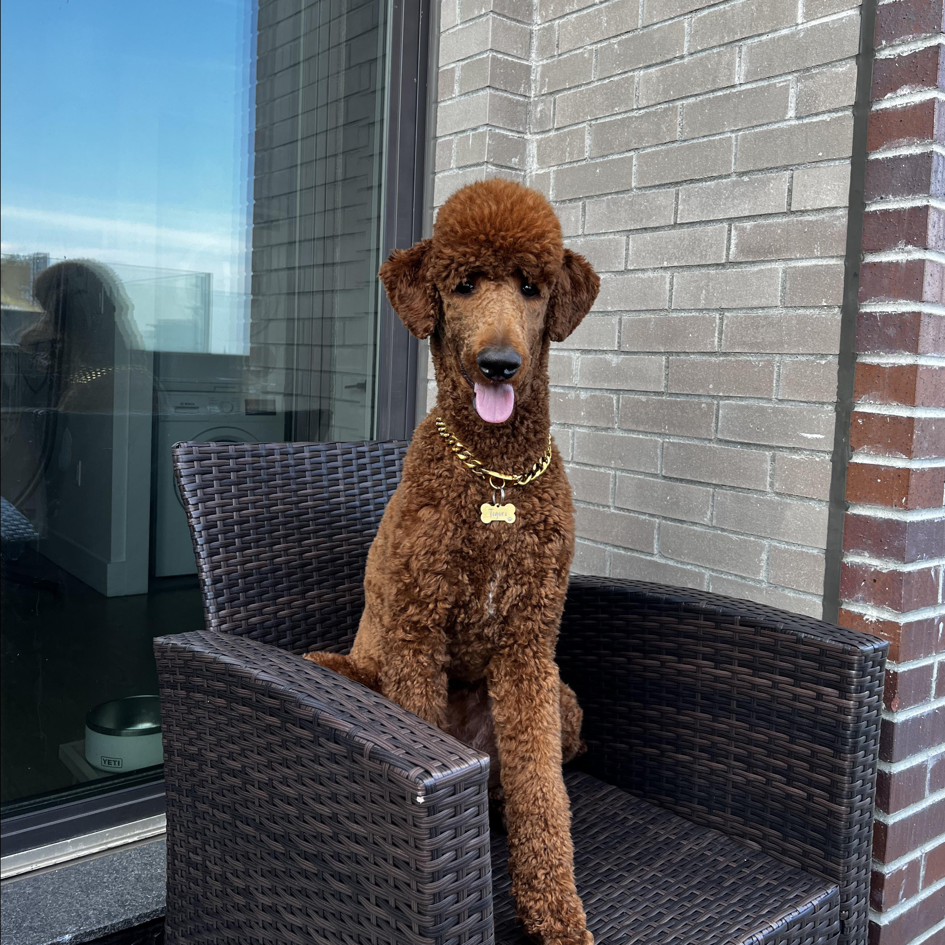 Пудель стандартный (королевский) (Бритьё+мытьё+сушка)