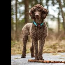 Пудель малый (средний) 35-45 см (бритье+мытьё+сушка)