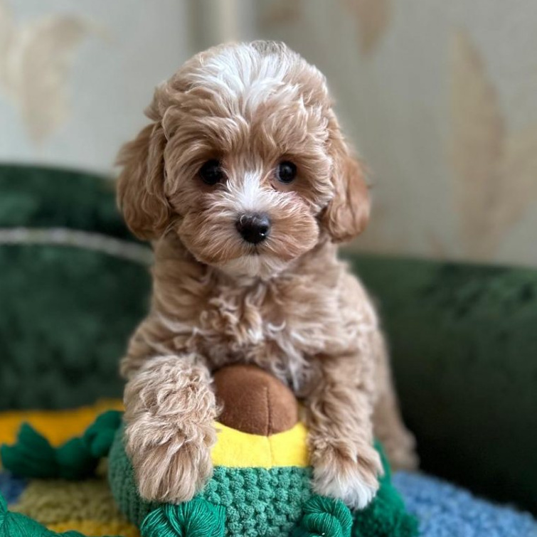 Пудель той (гигиена с мытьем)