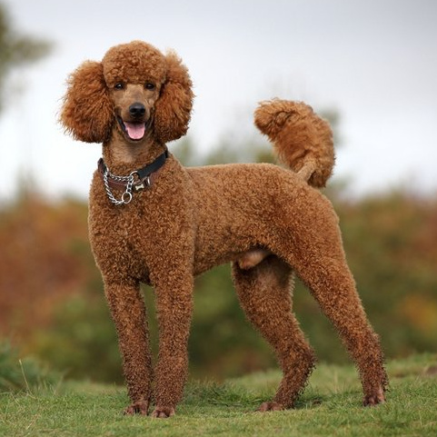 Пудель той (бритьё+мытьё+сушка)