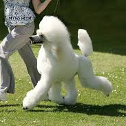 Пудель стандартный (королевский) (Гигиена с мытьем)