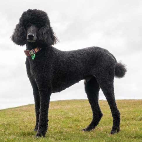 Пудель миниатюра (карликовый) 28-35 см, (бритьё+мытьё+сушка)