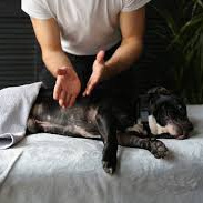 Массаж крупные собаки