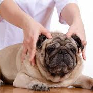 Массаж мелкие собаки/кошки