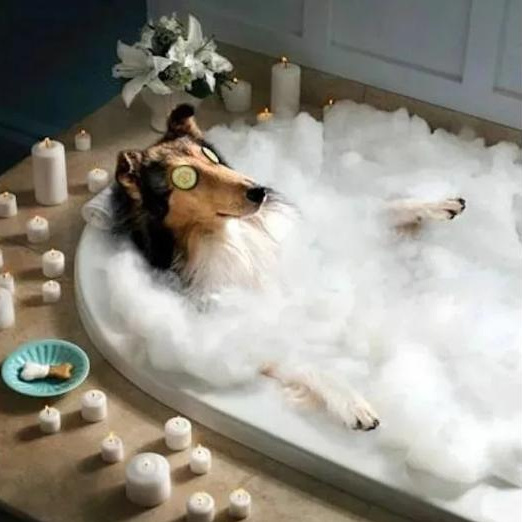 СПА Комплекс собаки гиганты