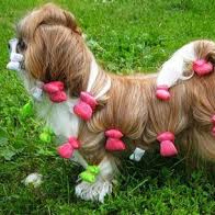 Папильотки