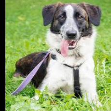 Метис (собаки)