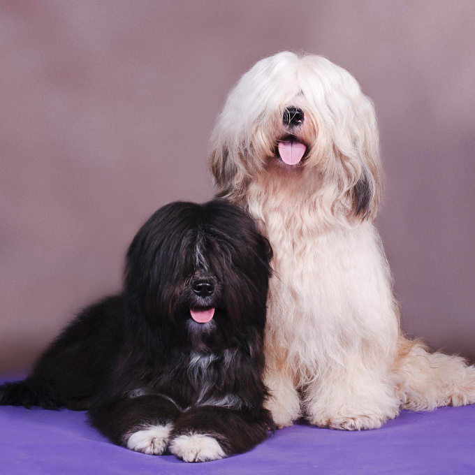 Маска для шерсти средние собаки