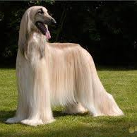 Маска для шерсти гиганты