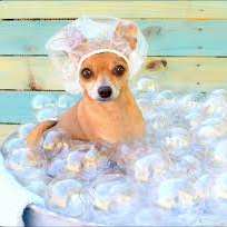 Применение маски (озон) для крупных собак