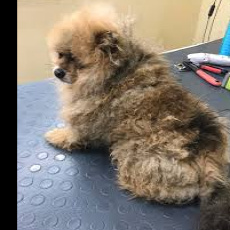 Запущенность (кошки/собаки)