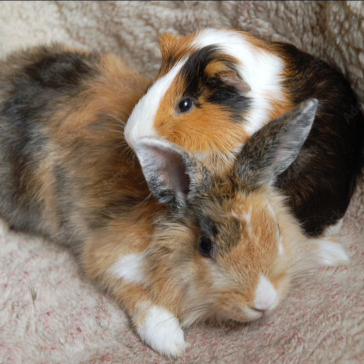 Кролик, морская свинка, комплекс (тримминг, вычес, мытьё, сушка)