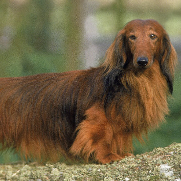 Такса длинношёрстная Мытье + гигиена (Без стрижки: у глаз, подушечки, попа, пах, когти, уши) до 28 см (более 28 см + 200р)