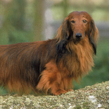 Такса длинношёрстная  Комплекс "Премиум-спа стрижка" по корпусу до 1 см (более 1 см + 500 р - 2,5 часа)