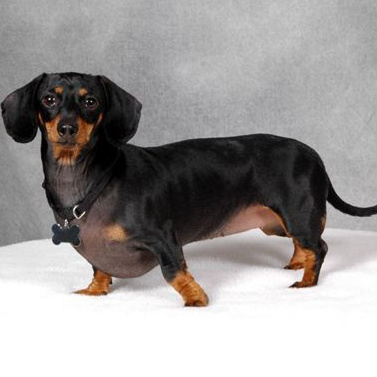 Такса короткошерстная СПА-уход + гигиена (когти, уши)  до 28 см в холке (более 28 см + 200р)