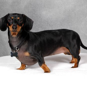 Такса короткошерстная Мытье + гигиена (Без стрижки: у глаз, подушечки, попа, пах, когти, уши) до 28 см (более 28 см + 200р)