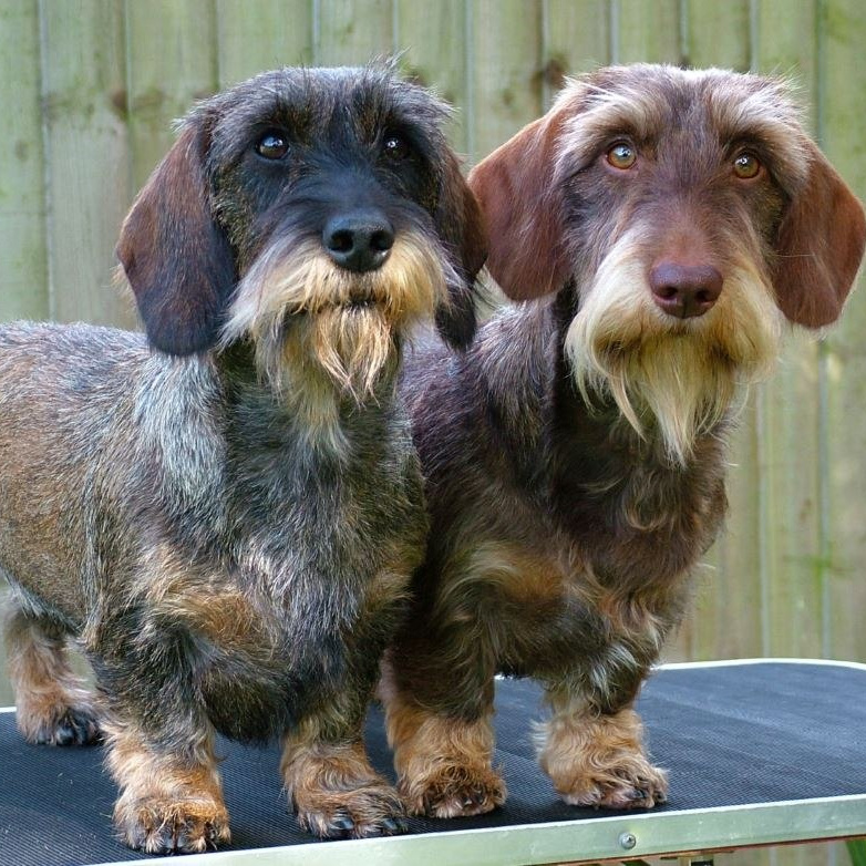 Такса жесткошерстная Мытье+гигиена: когти, уши, окантовка лап, подушечки до 28 см в холке (более 28 см + 200р)