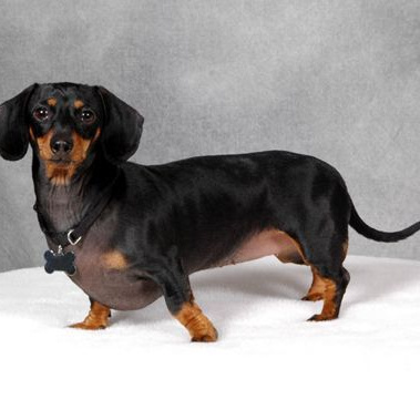 Такса короткошерстная Комплекс "Стандарт" (экспресс-линька ) до 28 см в холке (более 28 см + 200р)