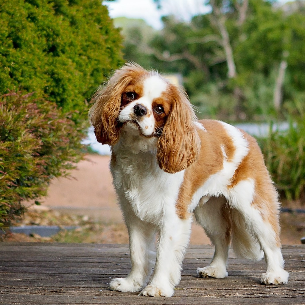 Кавалер Кинг Чарльз спаниель Комплекс "Стандарт" (стрижка корпуса и лап коротко до 9 мм) до 33 см (более 33 см + 500р)