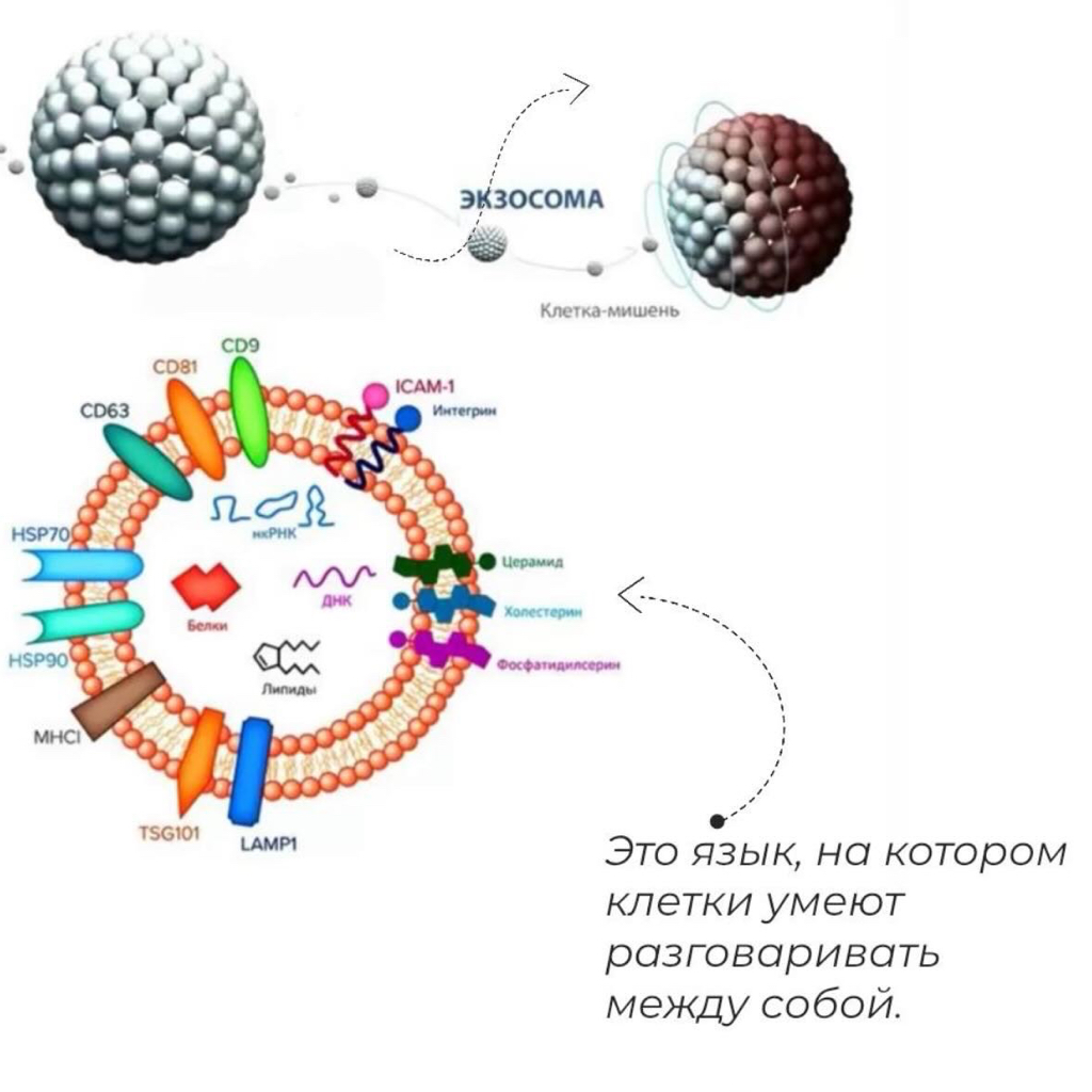 Экзосомальная терапия YouthHeal Skinbooster Exoprime  Выработка коллагена и эластина — кожа становится более упругой и эластичной, уменьшаются морщины
