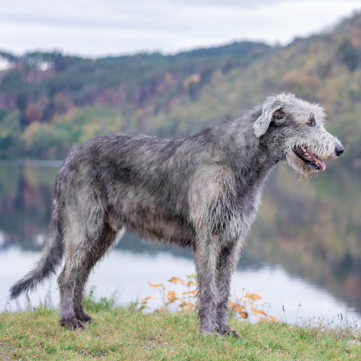 Ирландский волкодав (тримминг)