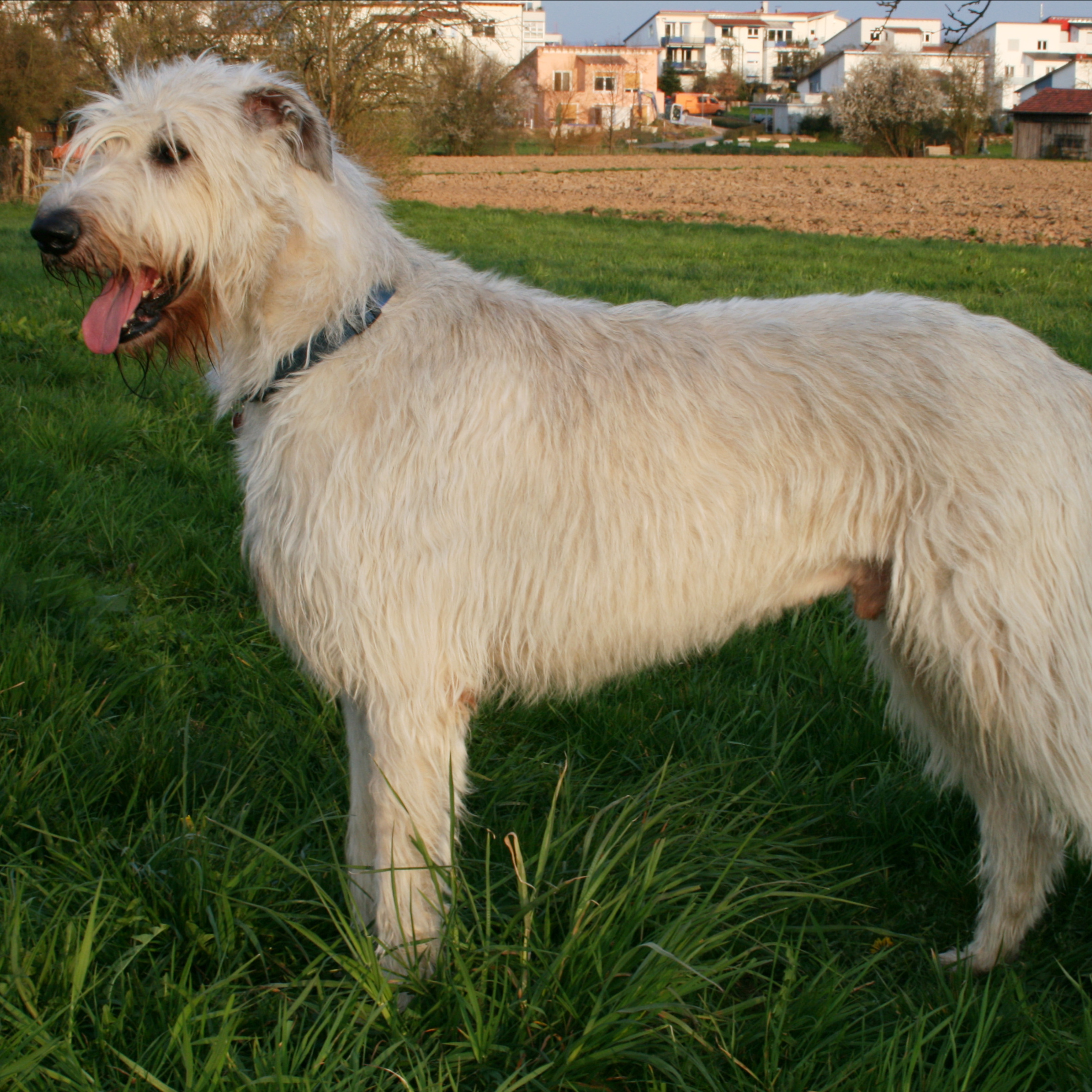 Ирландский волкодав (комплекс)