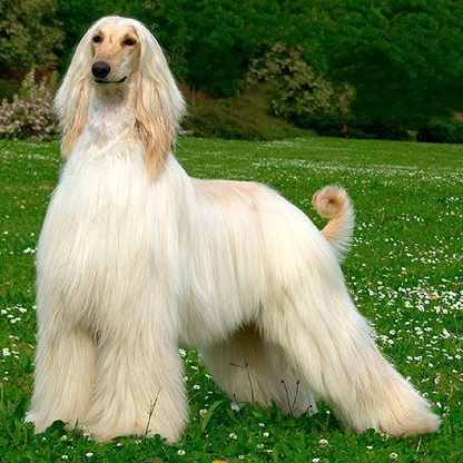 Афганская Борзая (Комплекс)