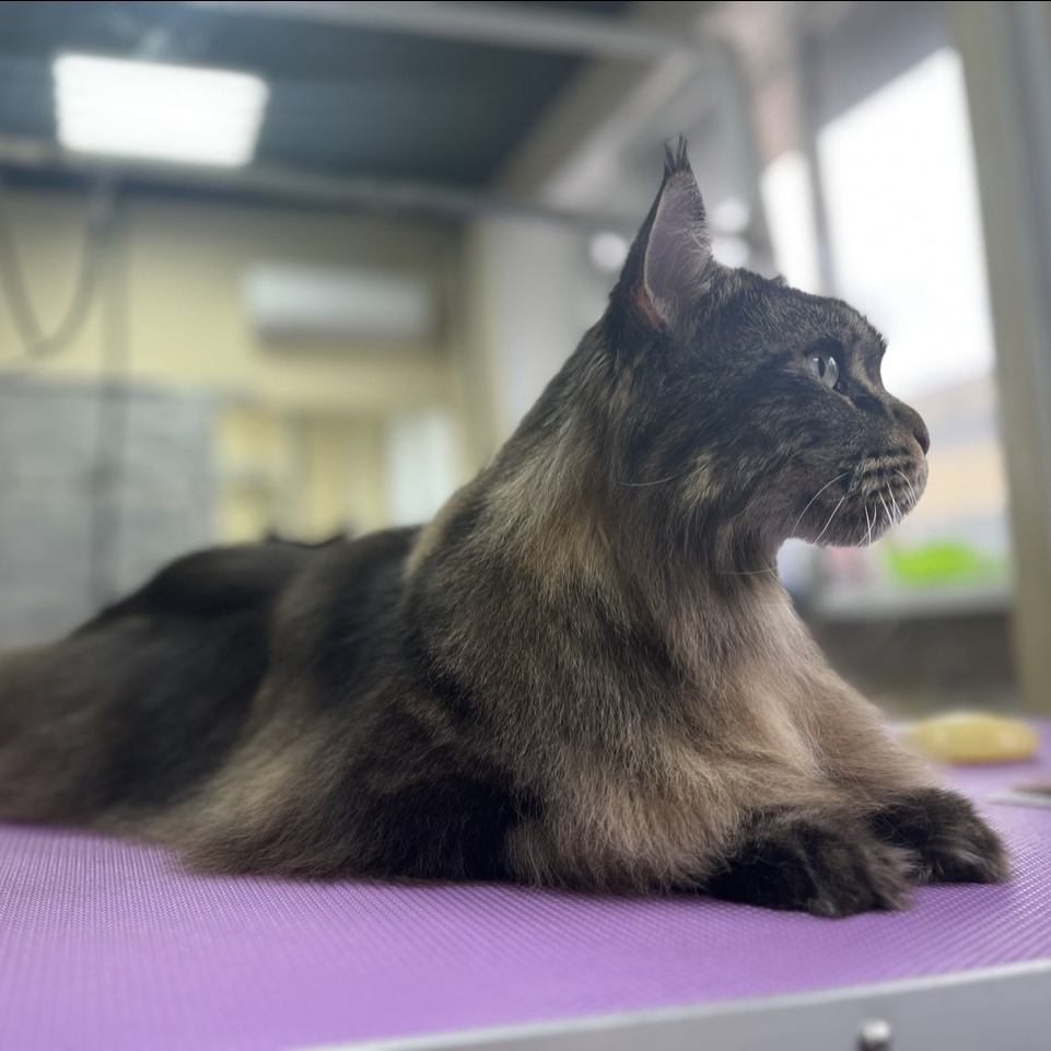 Мейнкун/норвежская лесная  комплекс (вычес+мытьё+сушка)