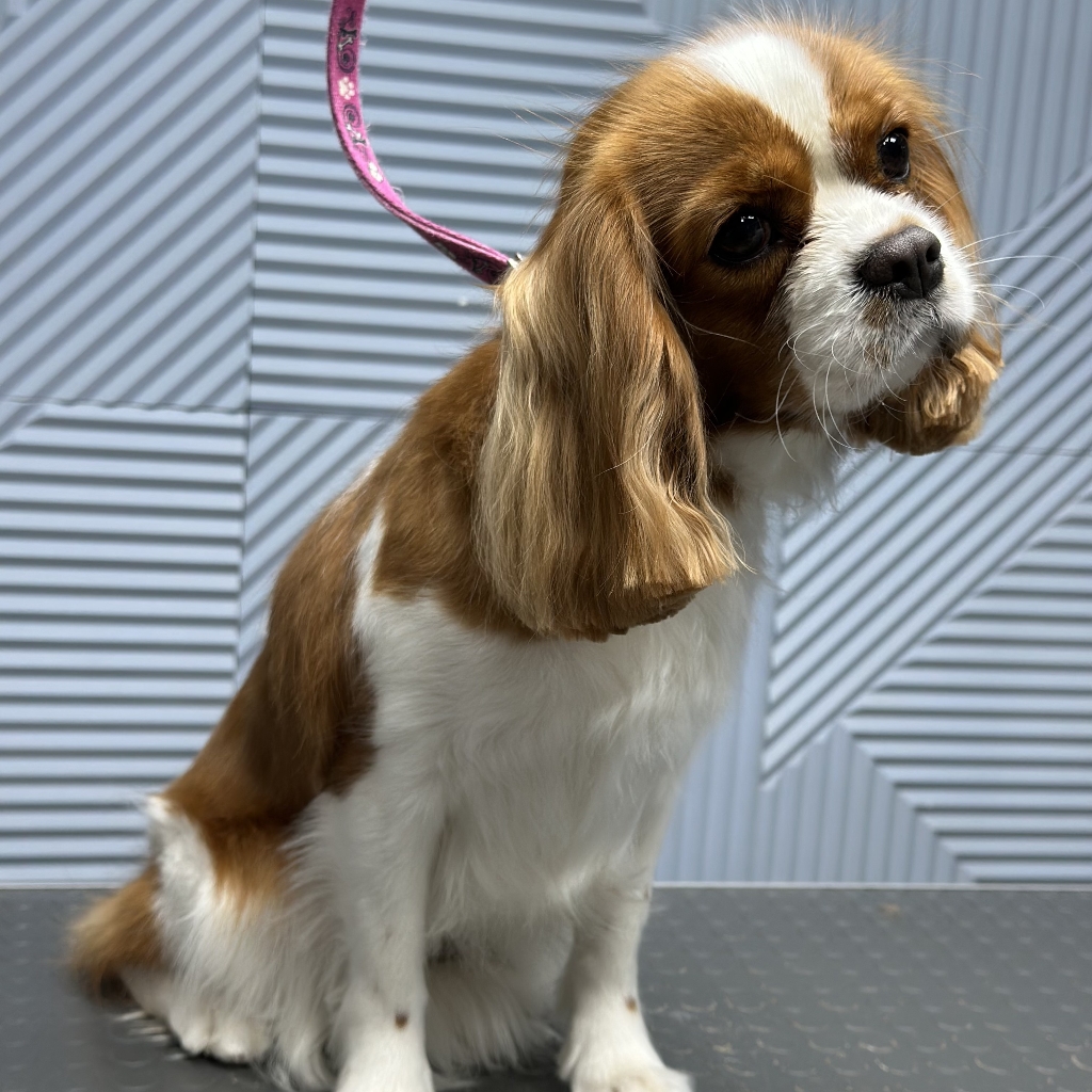 Спаниель Кавалер Кинг Чарльз