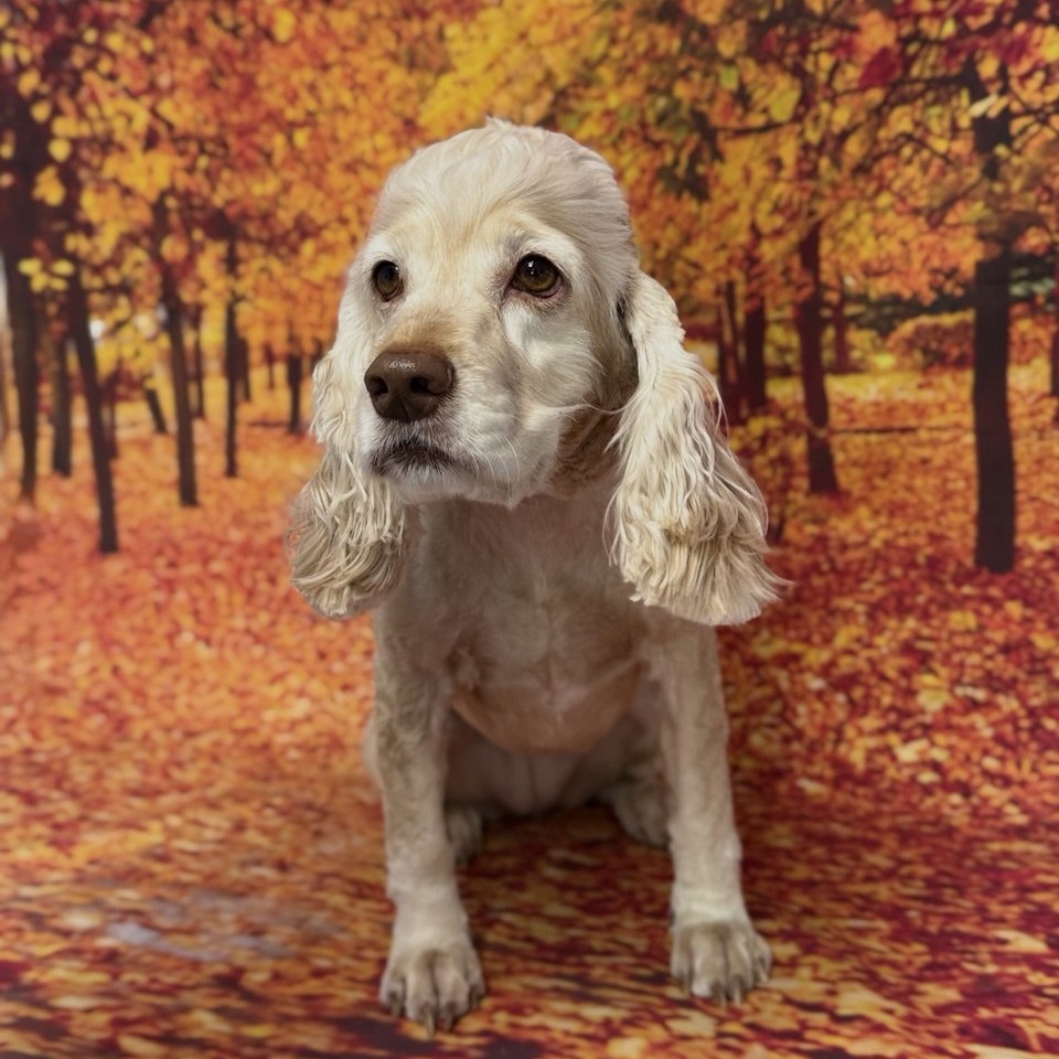 Английский /американский спаниель Комплекс (стрижка под машинку)