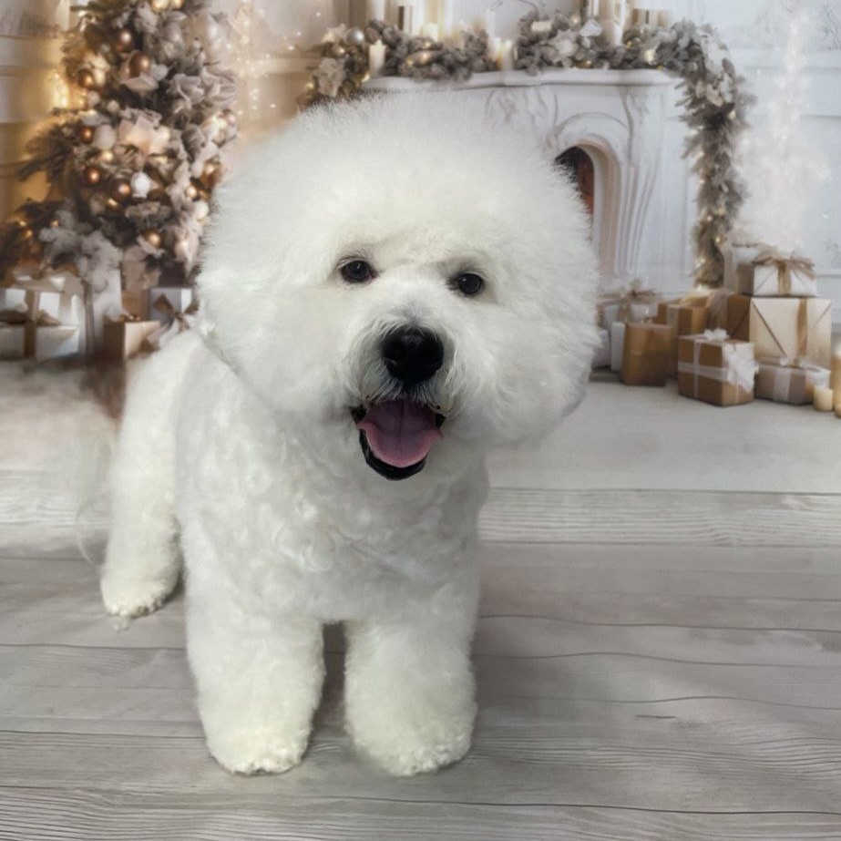 Бишон  Гигиена + Купание