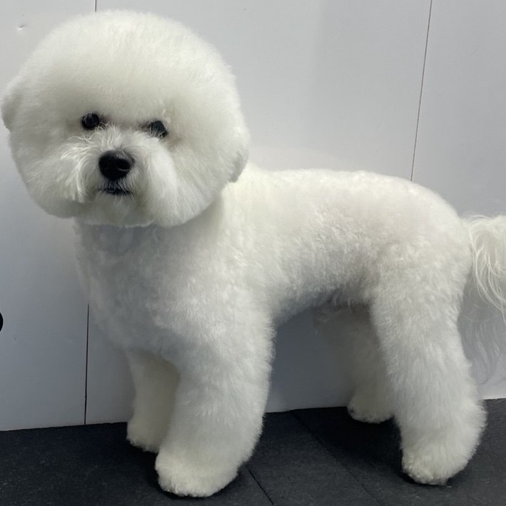 Бишон   Комплекс