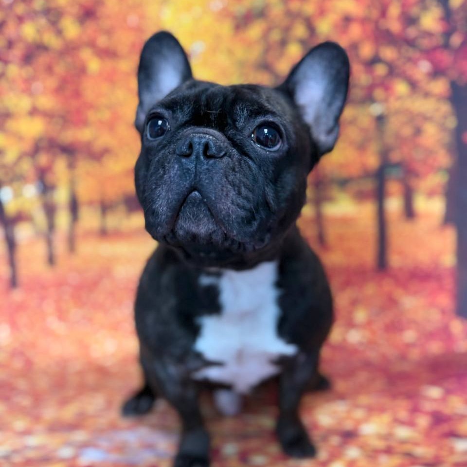 Французский Бульдог  Экспресс-Линька