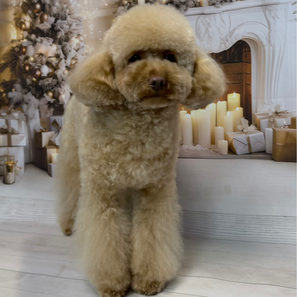 Мальтипу  Гигиена+Купание