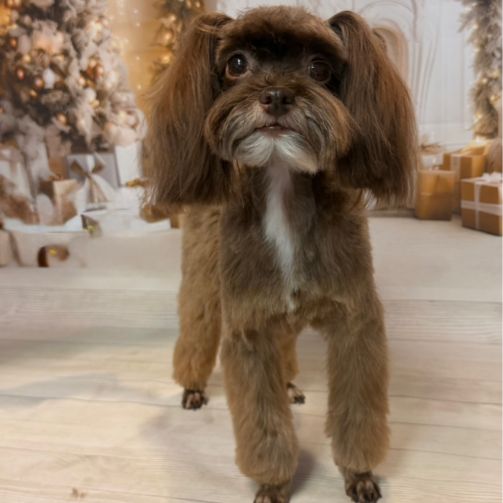 Пит. Орхидея гигиена с купанием