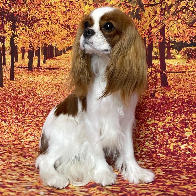 Кавалер-кинг-чарльз-спаниель Экспресс линька