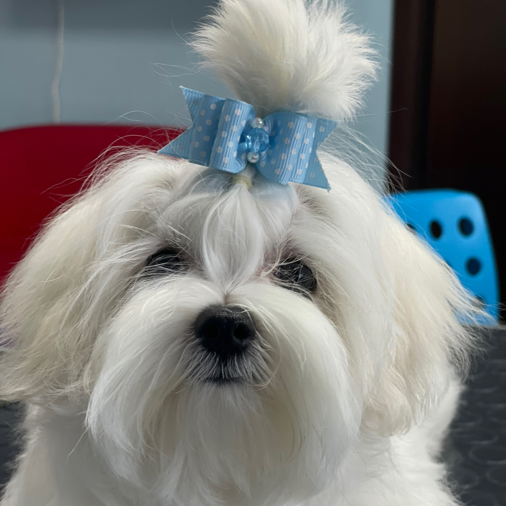 Мальтийская  Болонка  Гигиена