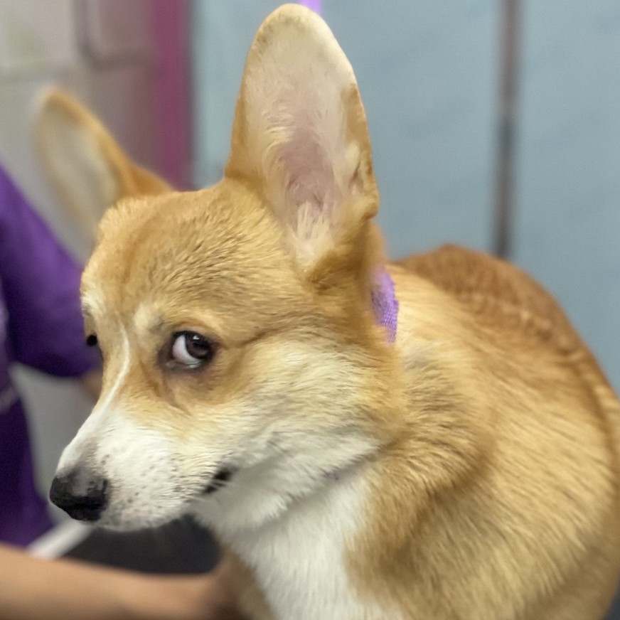 корги экспресс линька для щенков